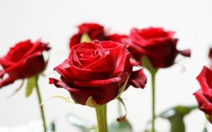 Long Stem Red Roses wallpaper thumb