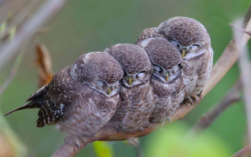 Spotted owls, family wallpaper,Spotted HD wallpaper,Owls HD wallpaper,Family HD wallpaper,2560x1600 wallpaper