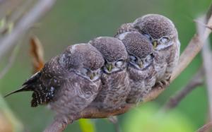 Spotted owls, family wallpaper thumb