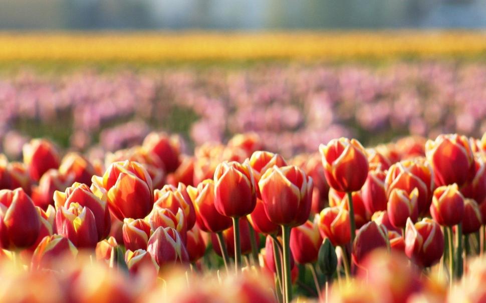 Red tulips, flowers, spring, blur wallpaper,Red HD wallpaper,Tulips HD wallpaper,Flowers HD wallpaper,Spring HD wallpaper,Blur HD wallpaper,1920x1200 wallpaper