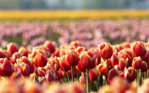 Red tulips, flowers, spring, blur wallpaper thumb