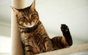 Cat sitting wallpaper thumb
