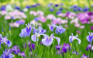 Beautiful iris flowers in summer wallpaper thumb