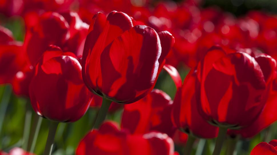 Flowers Rose Red HD wallpaper,nature HD wallpaper,flowers HD wallpaper,red HD wallpaper,rose HD wallpaper,2560x1440 wallpaper