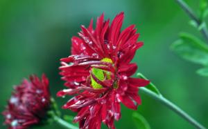 Red chrysanthemum, dew, green background wallpaper thumb