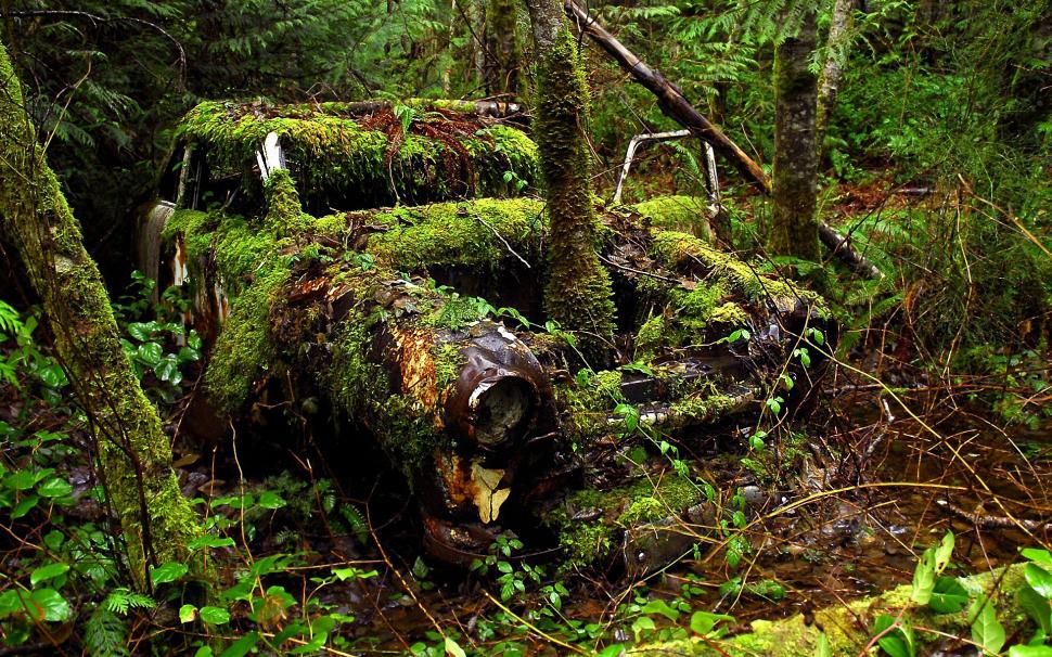 Old Car and Forest wallpaper,forest HD wallpaper,green forest HD wallpaper,vintage car HD wallpaper,1920x1200 wallpaper