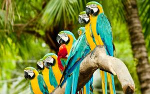 Colourful Parrots wallpaper thumb