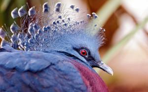 Victoria Crowned Pigeon wallpaper thumb