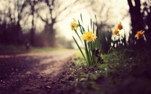 Yellow daffodils, flowers, grass, ground, path wallpaper thumb
