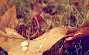 Warm Leaf Macro Water Drops Grass Autumn HD wallpaper thumb