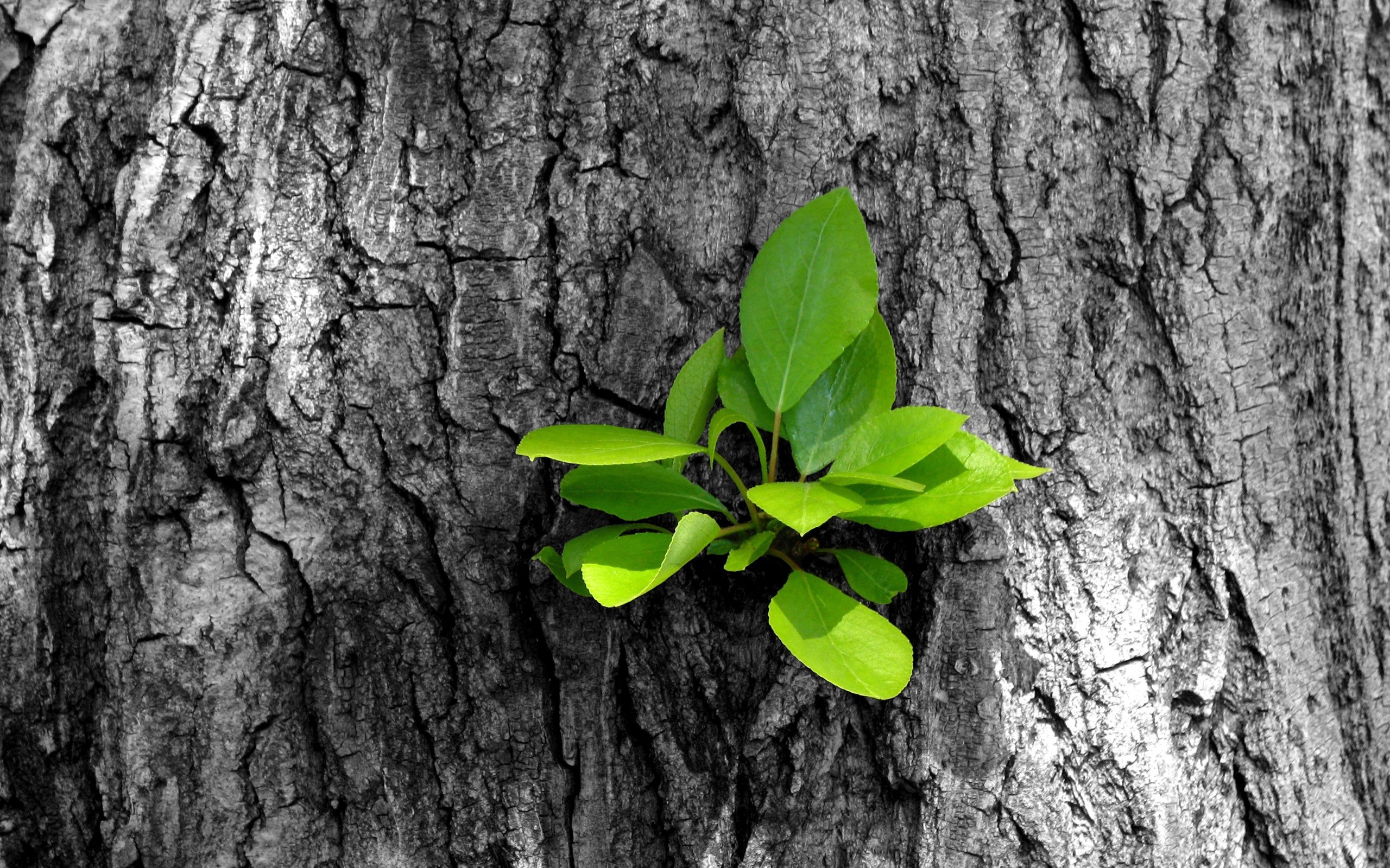 Leaves Plant Wood Tree Trunk Colorsplash HD wallpaper | nature and