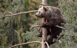 Gray bear, pine tree wallpaper thumb