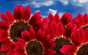 Pure Red Sunflowers wallpaper thumb