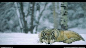 Wolf In Winter Forest Minnesota Usa National Park wallpaper thumb