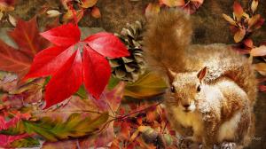 Squirrel Autumn wallpaper thumb