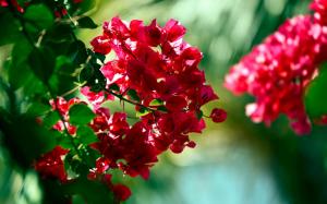 Red blossoms wallpaper thumb