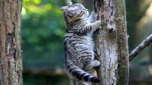Cat Kitten Climb Climbing HD wallpaper thumb