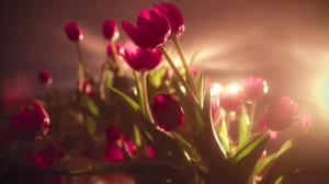 Red tulip flowers, backlit photography wallpaper thumb