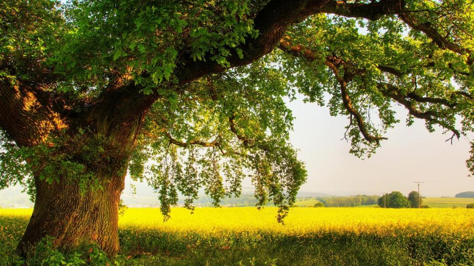 In The Shade Of A Mighty Oak Tree wallpaper,tree HD wallpaper,field HD wallpaper,summer HD wallpaper,shade HD wallpaper,nature & landscapes HD wallpaper,1920x1080 wallpaper