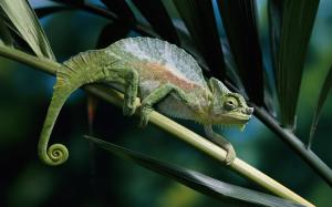 Panther Chameleon, Stem, Leaves, Close Up, Nature wallpaper thumb