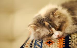 Fluffy cat sleeping wallpaper thumb