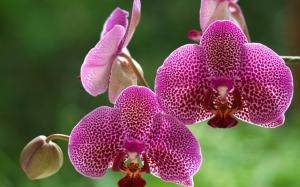 Orchid wallpaper thumb