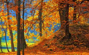 Forest, trees, red leaves, ground, autumn wallpaper thumb