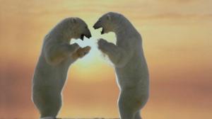 Polar Bears Friendship wallpaper thumb