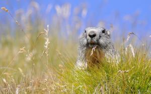Grass, rodent marmot, summer wallpaper thumb