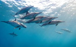 Animals close-up, long-nosed dolphin, Hawaii, ocean, blue wallpaper thumb