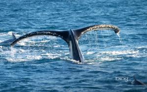 Tail,of,humpback,whale,queensl,australia wallpaper thumb