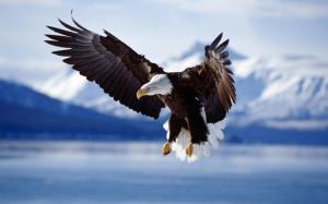 Flying eagle on the lake wallpaper thumb