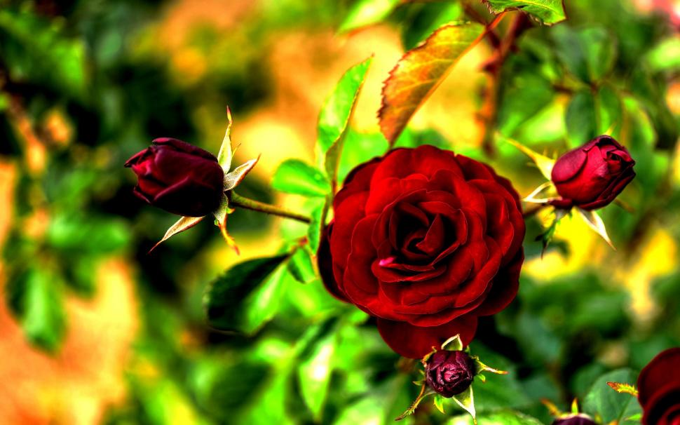 Rich Red Rose wallpaper,spring HD wallpaper,nature HD wallpaper,rose HD wallpaper,buds HD wallpaper,nature & landscapes HD wallpaper,2560x1600 wallpaper
