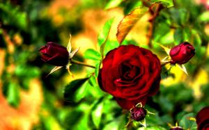 Rich Red Rose wallpaper thumb