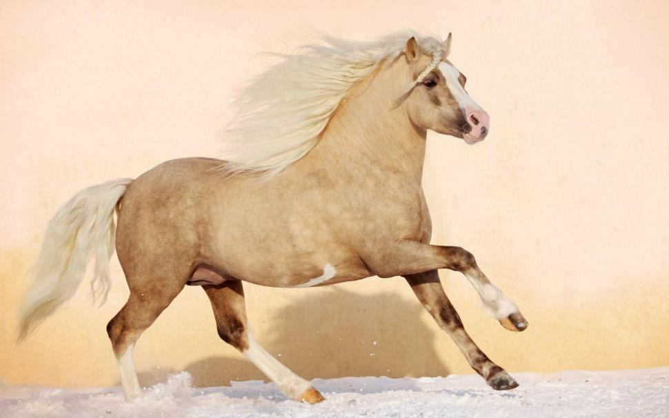 Pretty Horse Running wallpaper,nature HD wallpaper,horses HD wallpaper,animals HD wallpaper,ponies HD wallpaper,1920x1200 wallpaper