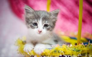 Cute kitten, furry, eyes, gift wallpaper thumb