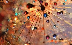 Dandelion macro photography, dew drops, colorful wallpaper thumb
