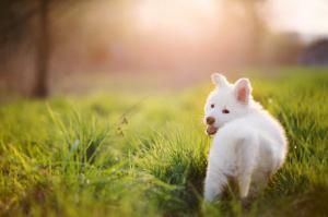 Puppy, dog, white wallpaper thumb