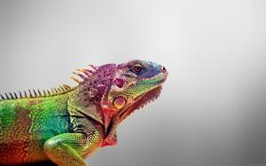 Chameleon rainbow wallpaper thumb