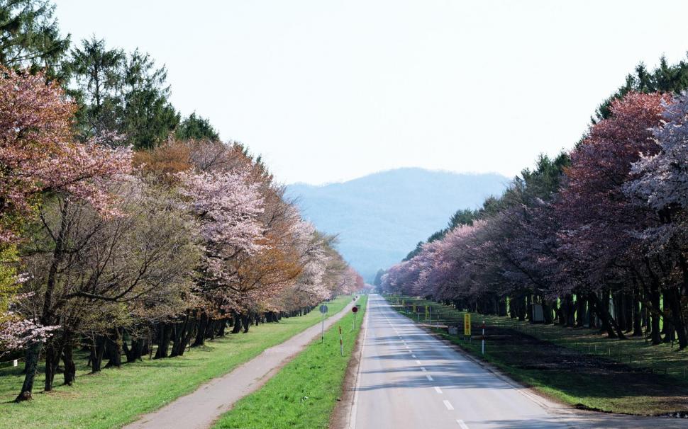 Sakura Path wallpaper,road HD wallpaper,japan HD wallpaper,cherry-blossom HD wallpaper,path HD wallpaper,nature HD wallpaper,sakura HD wallpaper,scenery HD wallpaper,1920x1200 wallpaper