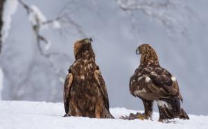 Winter, snow, raptors, two eagles wallpaper thumb
