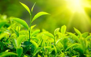 Fresh green tea leaves, sunlight wallpaper thumb