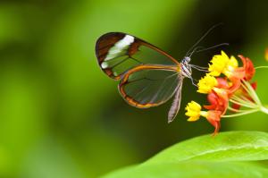 Butterfly insect on flower wallpaper thumb