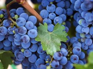 Blue and purple grape harvest wallpaper thumb
