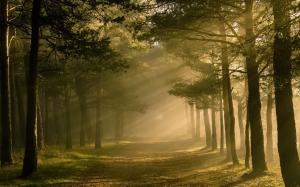 Forest, trees, sunlight, nature scenery wallpaper thumb