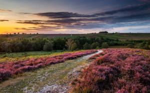 England, heather flowers, hills, trees, sunset, clouds, sky wallpaper thumb