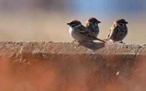 Three Birds Sparrows wallpaper thumb