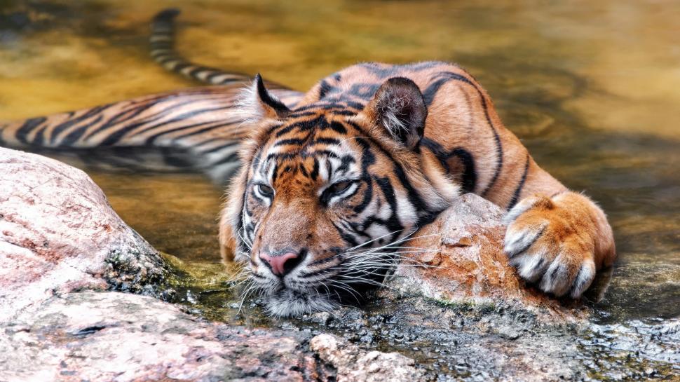 Tiger in water wallpaper,tiger HD wallpaper,Nature HD wallpaper,background HD wallpaper,water HD wallpaper,1920x1080 wallpaper