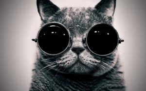 Cat With Cool Sunglasses wallpaper thumb