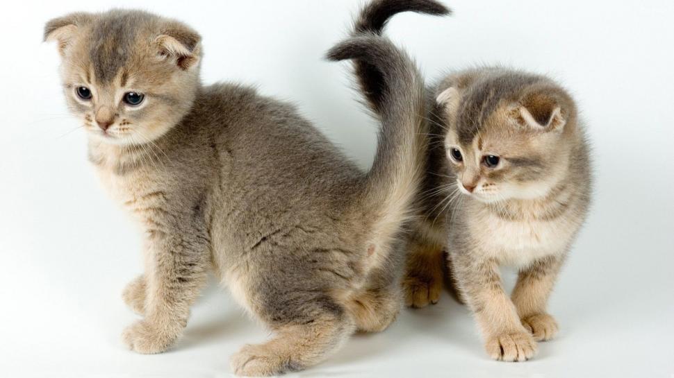 Two kittens, cute pet wallpaper,Two HD wallpaper,Kittens HD wallpaper,Cute HD wallpaper,Pet HD wallpaper,1920x1080 wallpaper